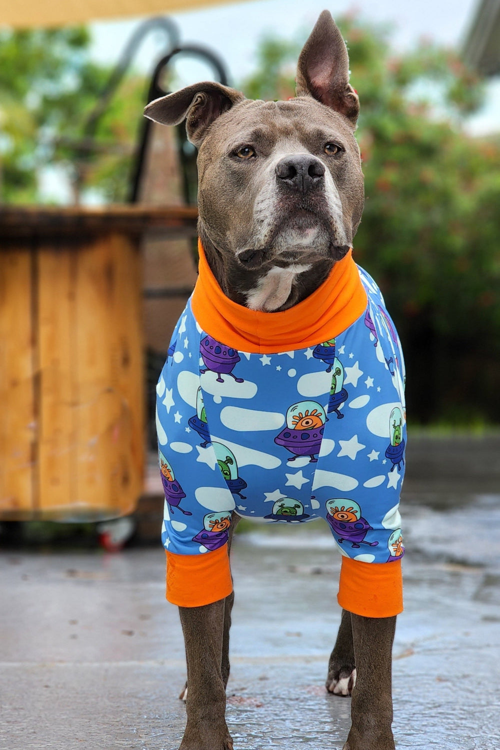 Grey pitbull wearing Jax & Molly's Ufo Dog Pajamas 