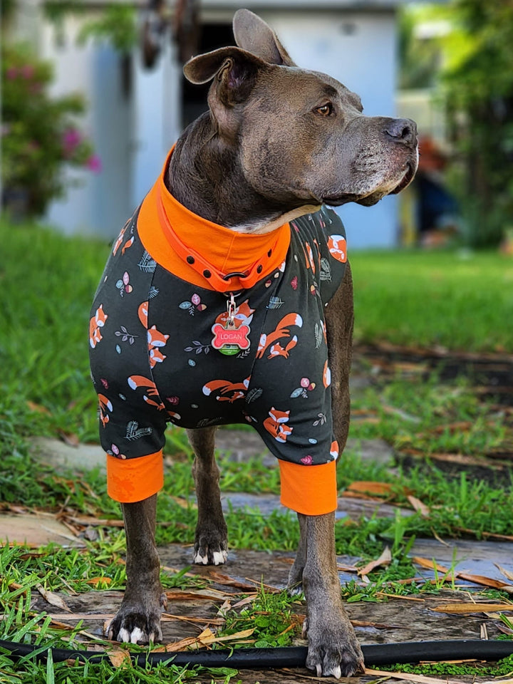 Grey pitbull wearing dog pajamas with a fox print
