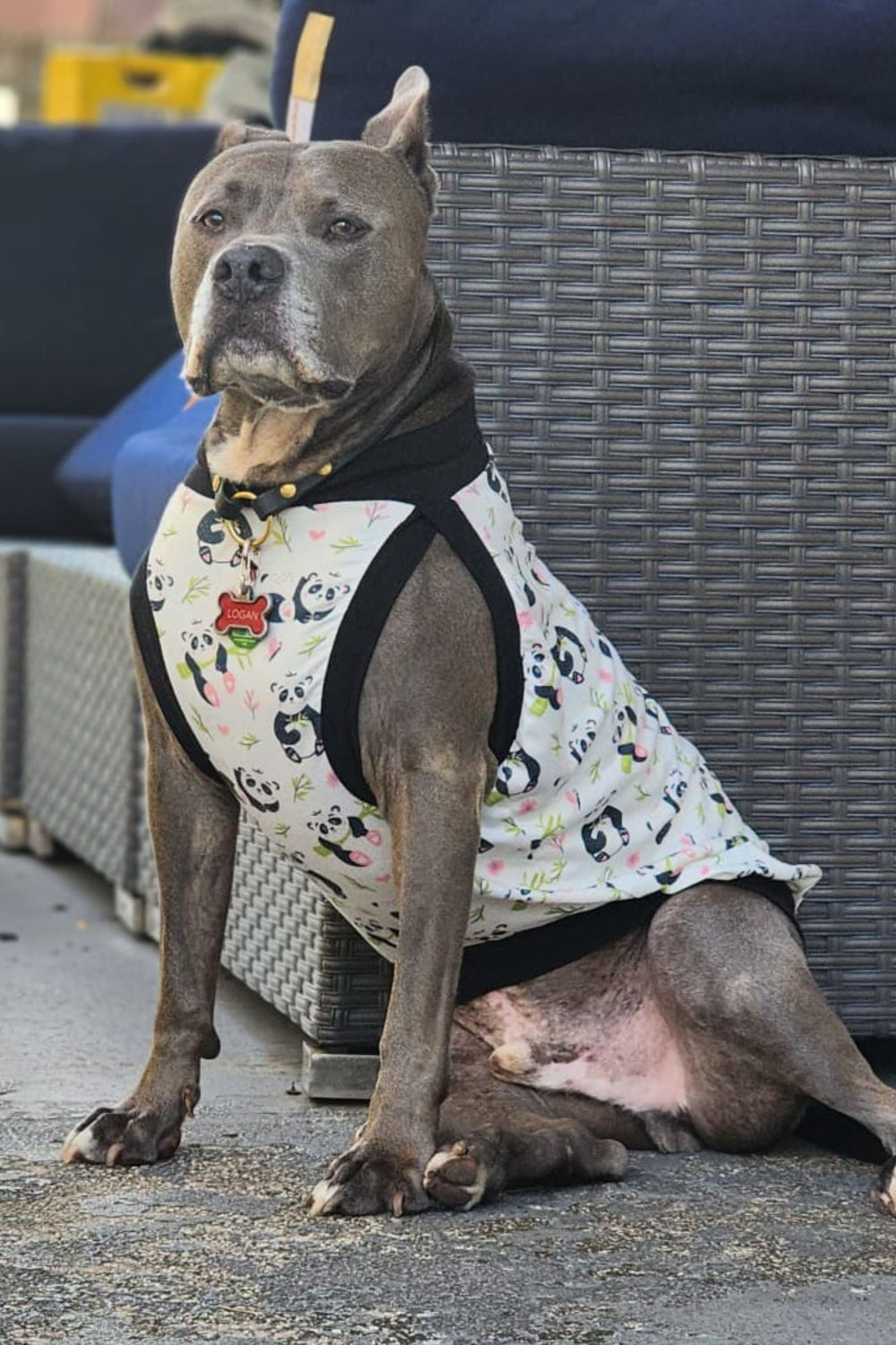 Grey pitbull wearing Jax & Molly's white panda dog pajama shirt