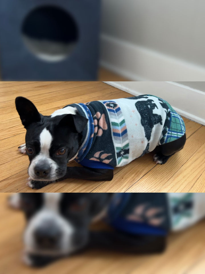 Boston Terrier pup wearing a dog sweater by Jax & Molly's with bear claw print