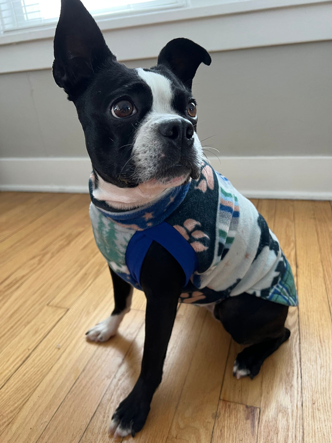 Boston Terrier pup wearing a dog sweater by Jax & Molly's with bear claw print