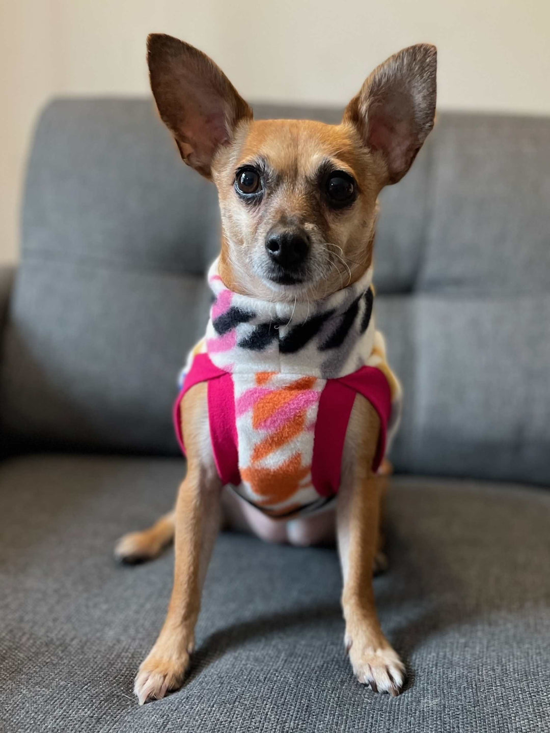 Cute chihuahua wearing a rainbow houndstooth dog sweater by Jax & Molly's