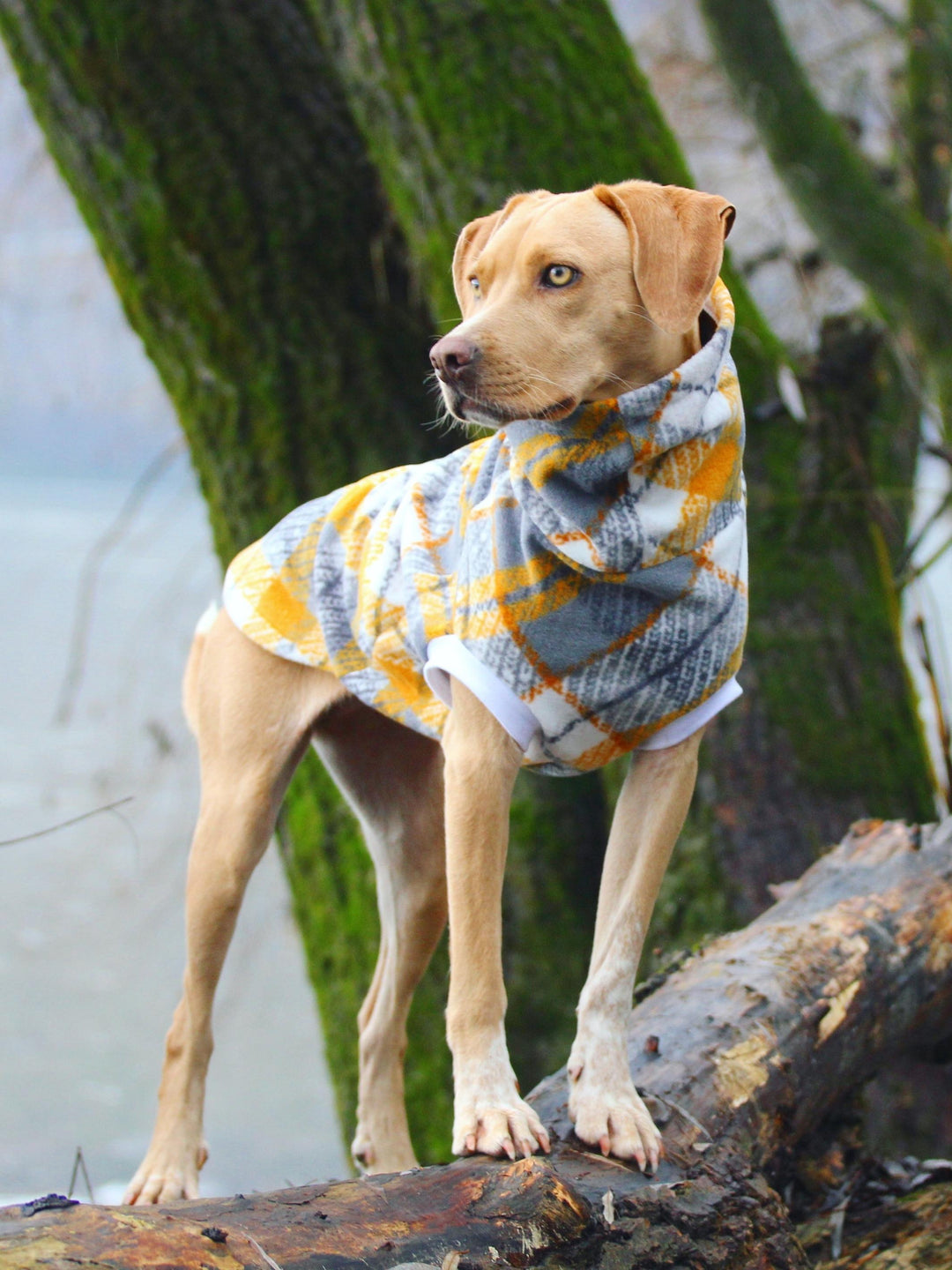 Gorgeous Labrador wearing a yellow and grey plaid fleece dog sweater