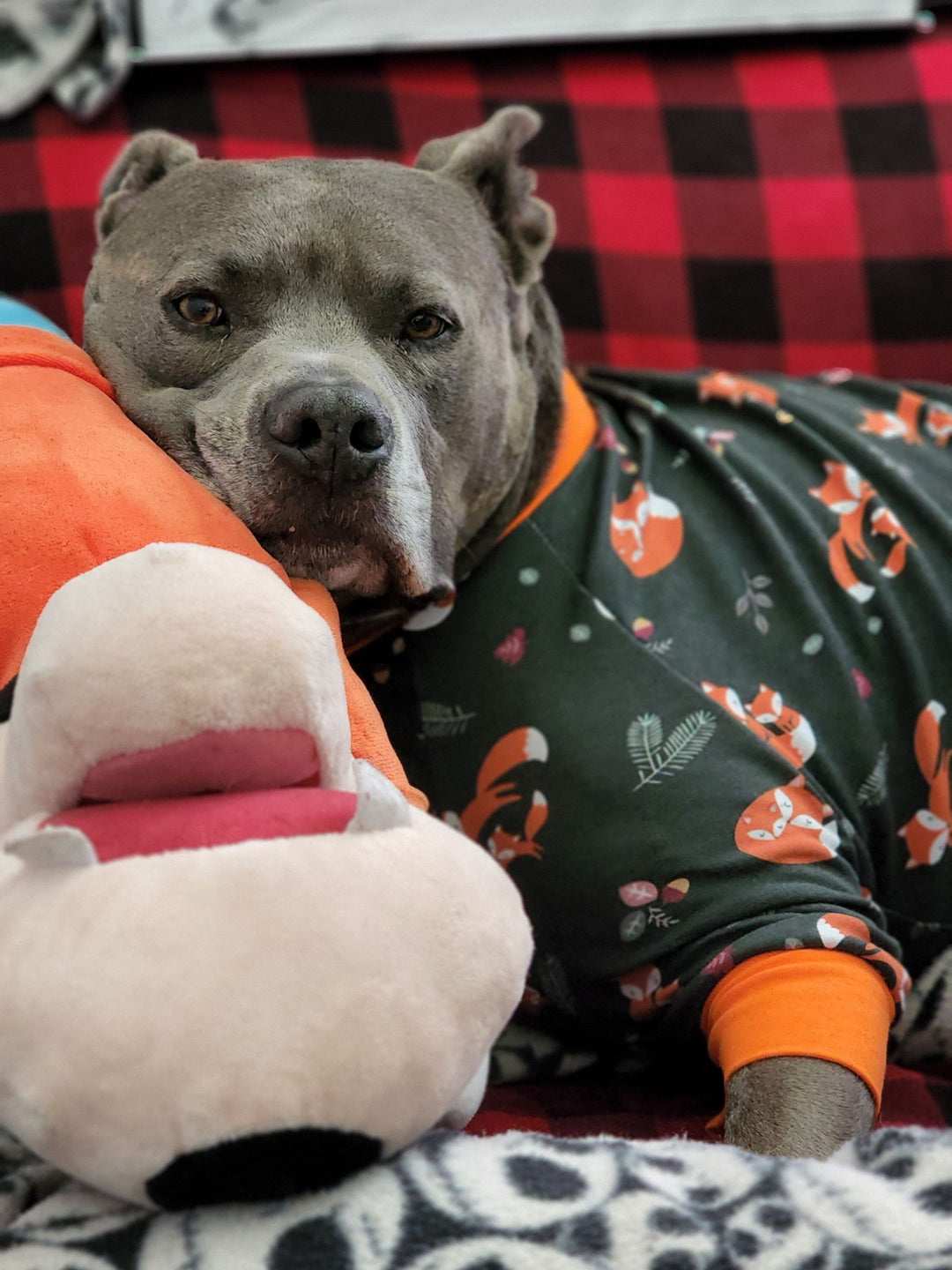 Grey pitbull wearing dog pajamas with a fox print