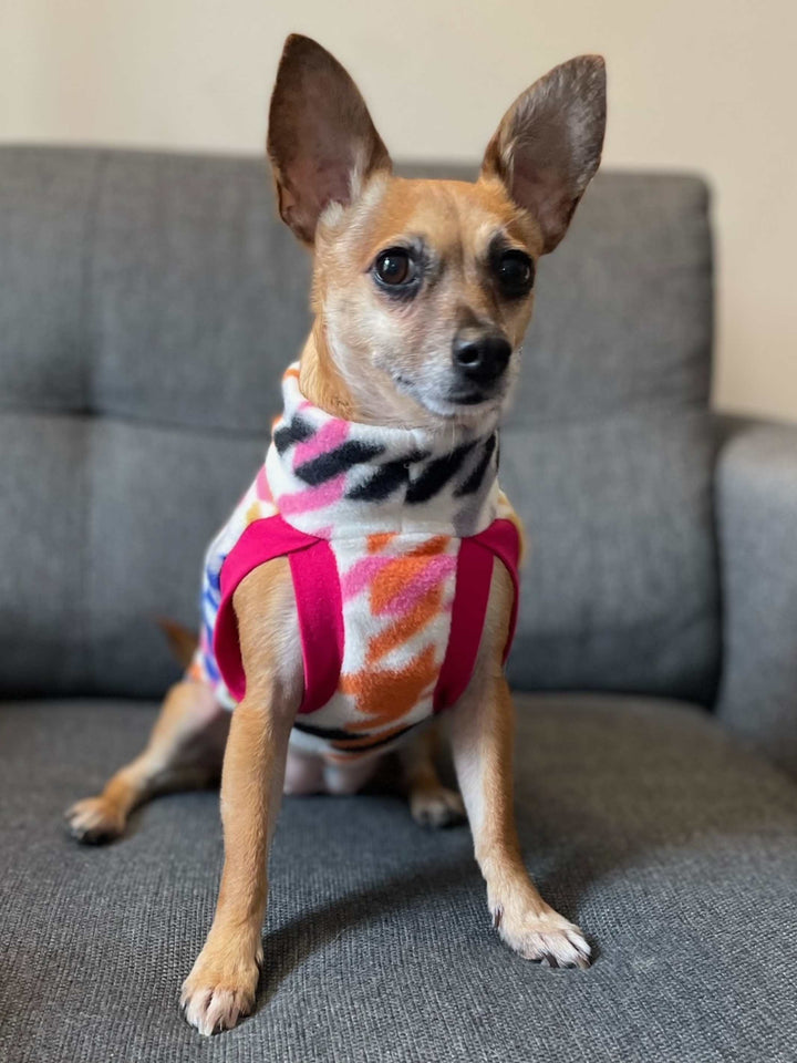 Cute chihuahua wearing a rainbow houndstooth dog sweater by Jax & Molly's