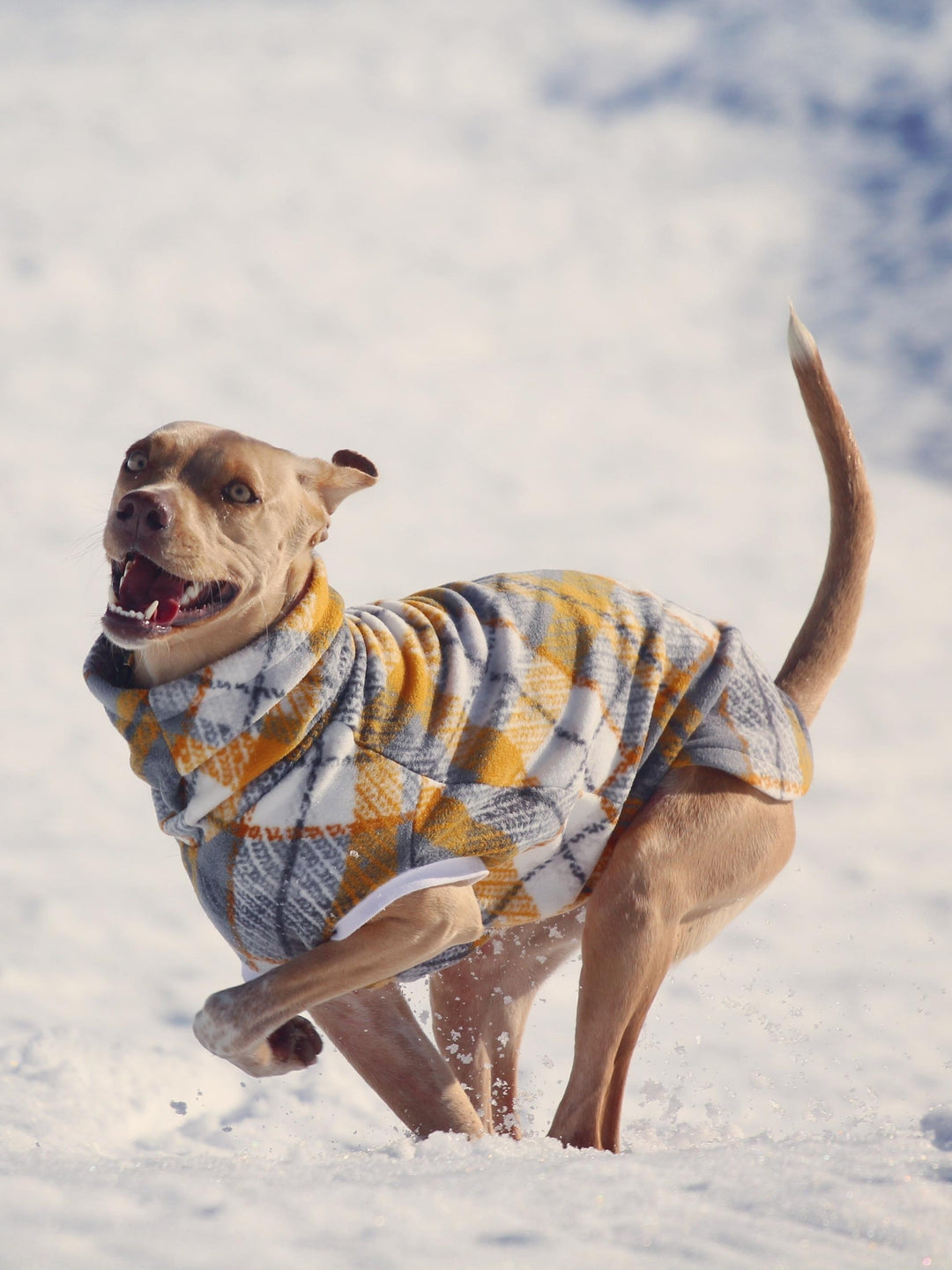Gorgeous Labrador in the snow mountains wearing a yellow and grey plaid fleece dog sweater