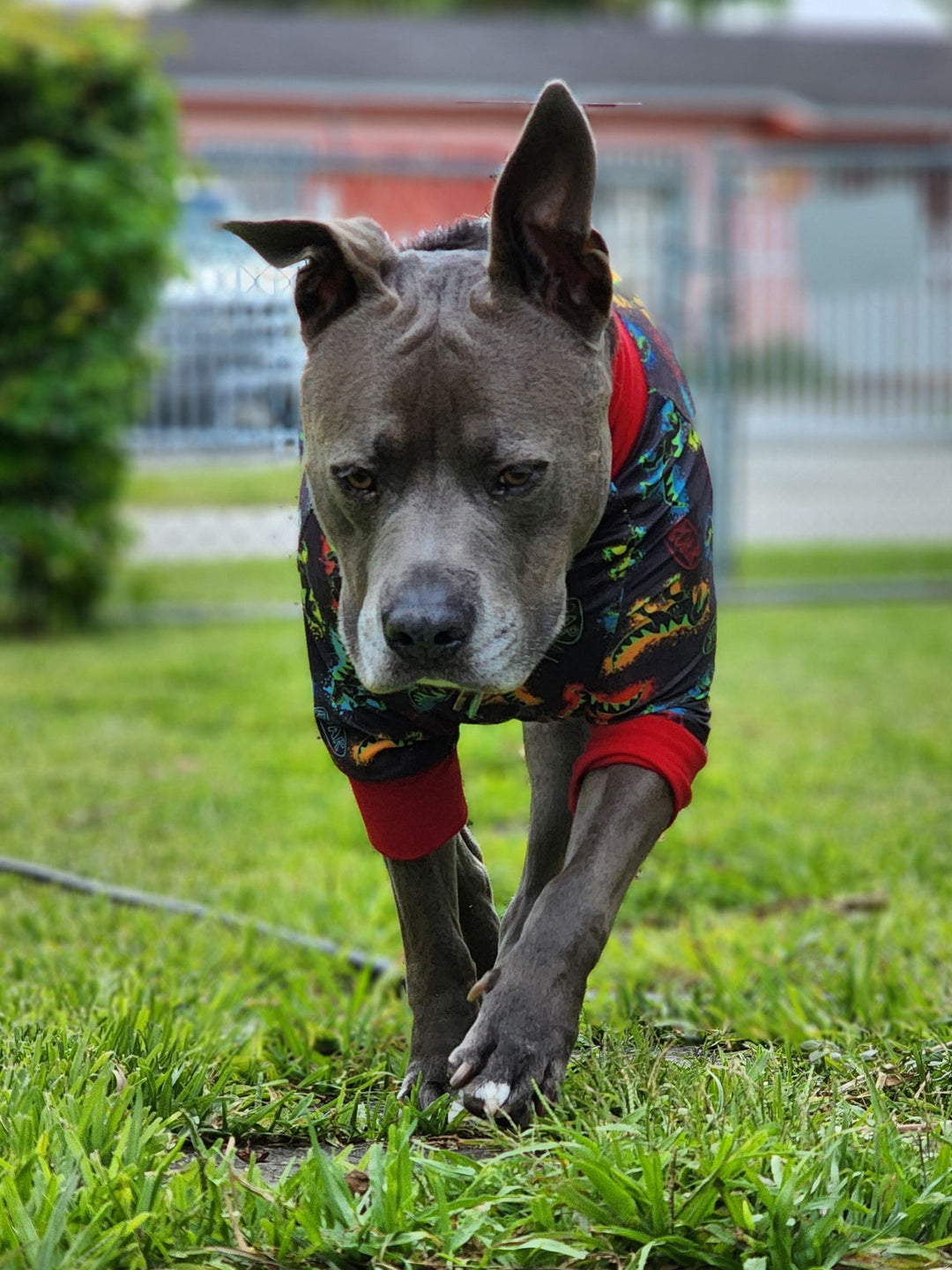 Pitbull in stride wearing Jax & Molly's pajamas with neon dinosaur print with red trim