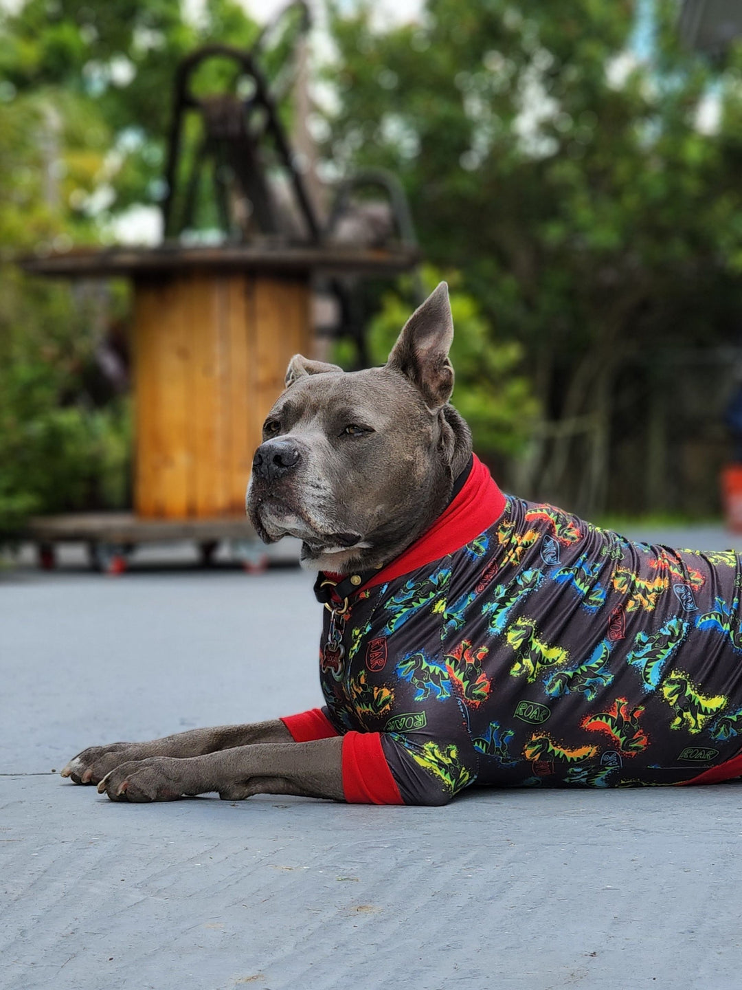 Pitbull wearing Jax & Molly's pajamas with neon dinosaur print with red trim