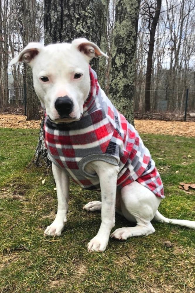Jax & Molly's Aspen Plaid Dog Sweater
