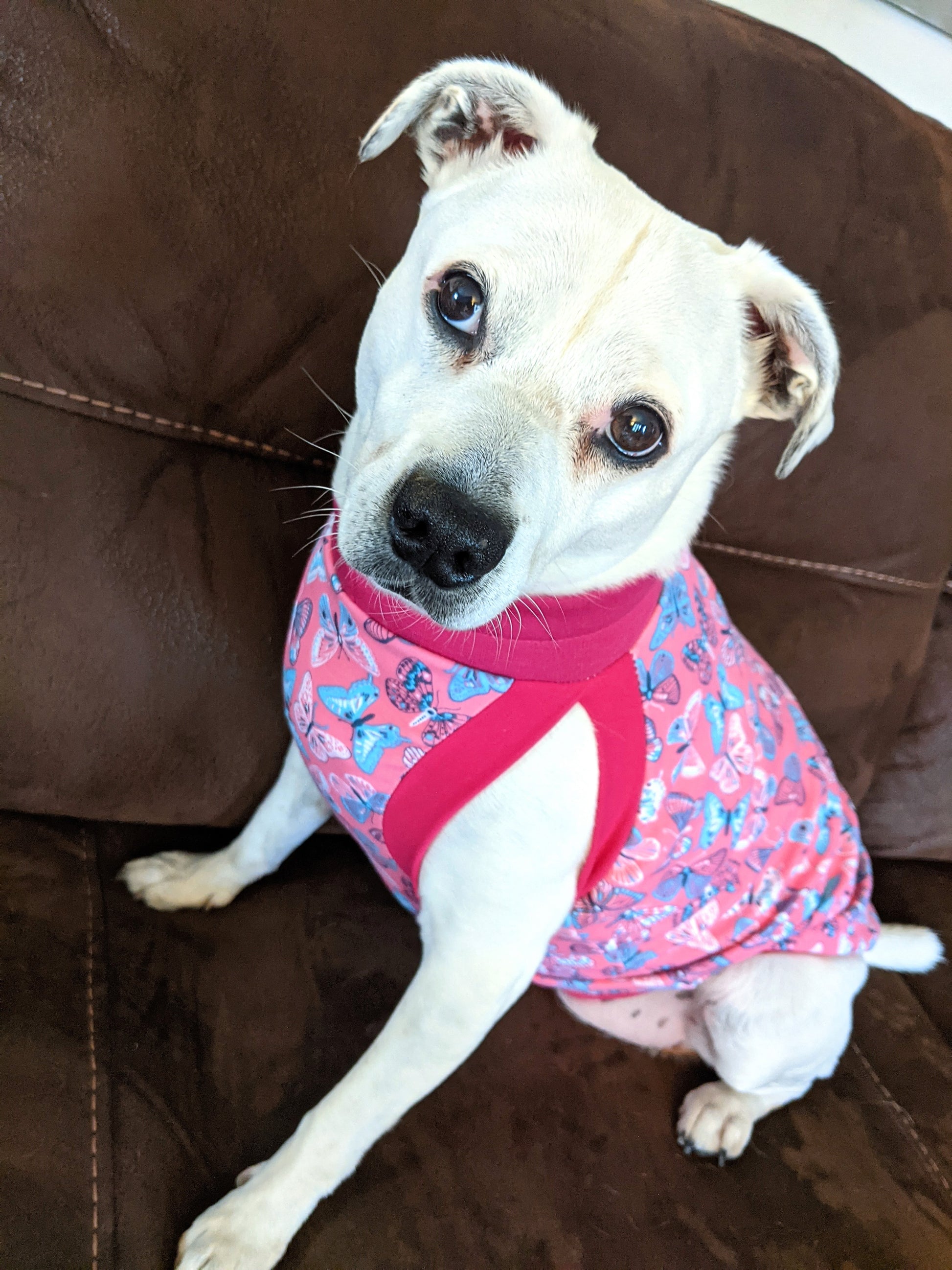 Jax & Molly's Pink Butterfly Dog Tank