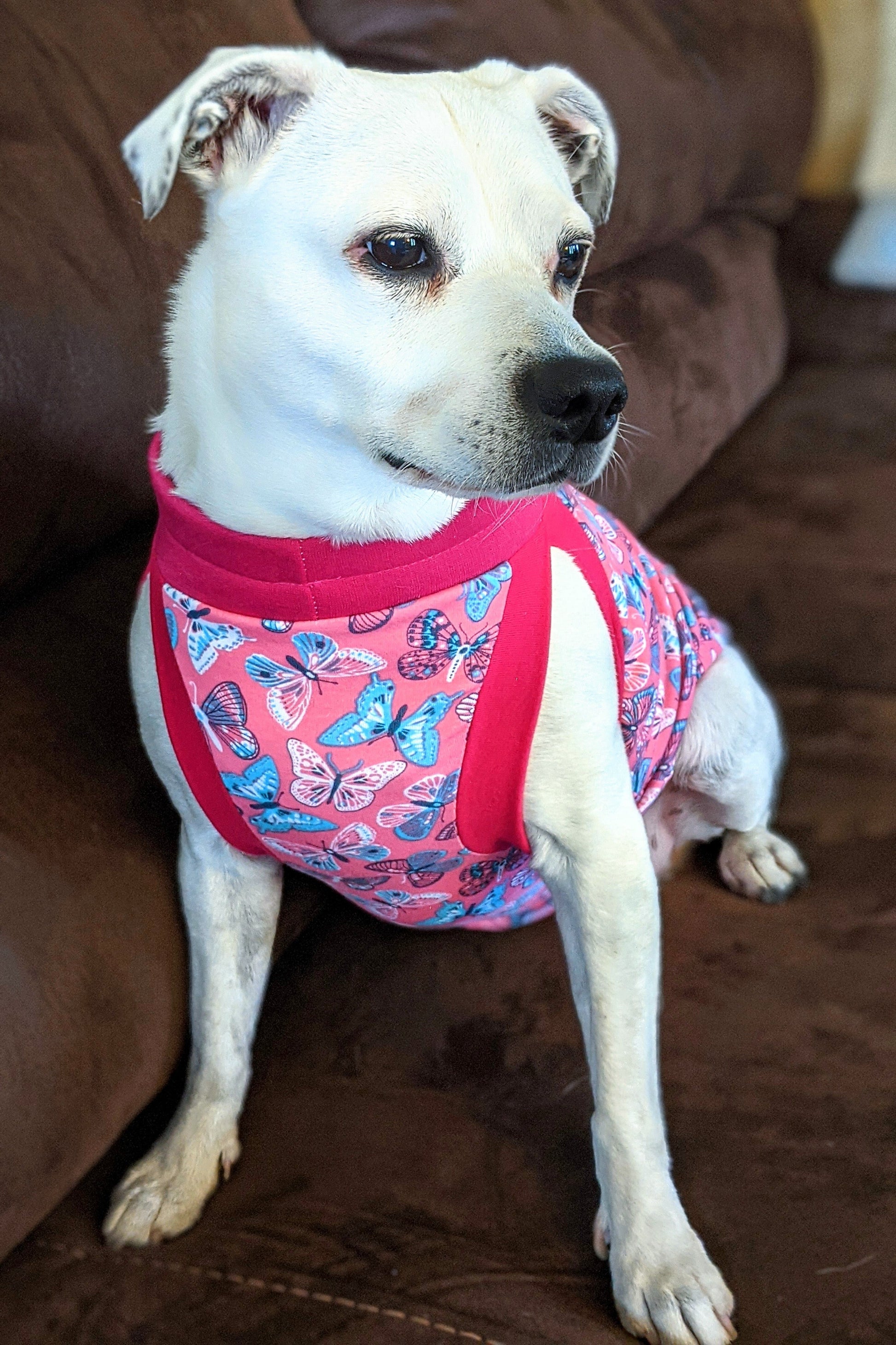 Jax & Molly's Pink Butterfly Dog Tank