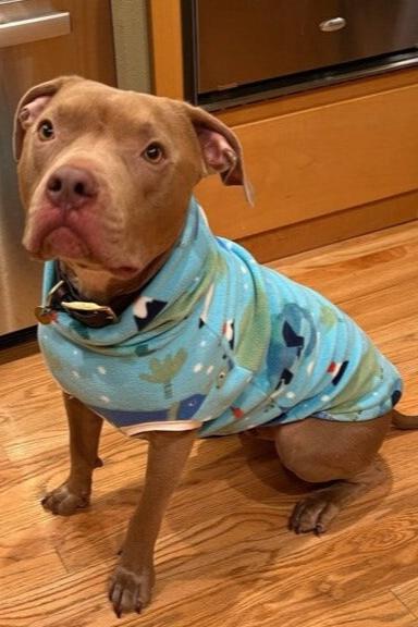 Brown-colored dog wearing blue dinosaur fleece dog sweater