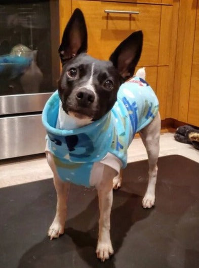 Small black and white dog wearing blue dinosaur fleece dog sweater