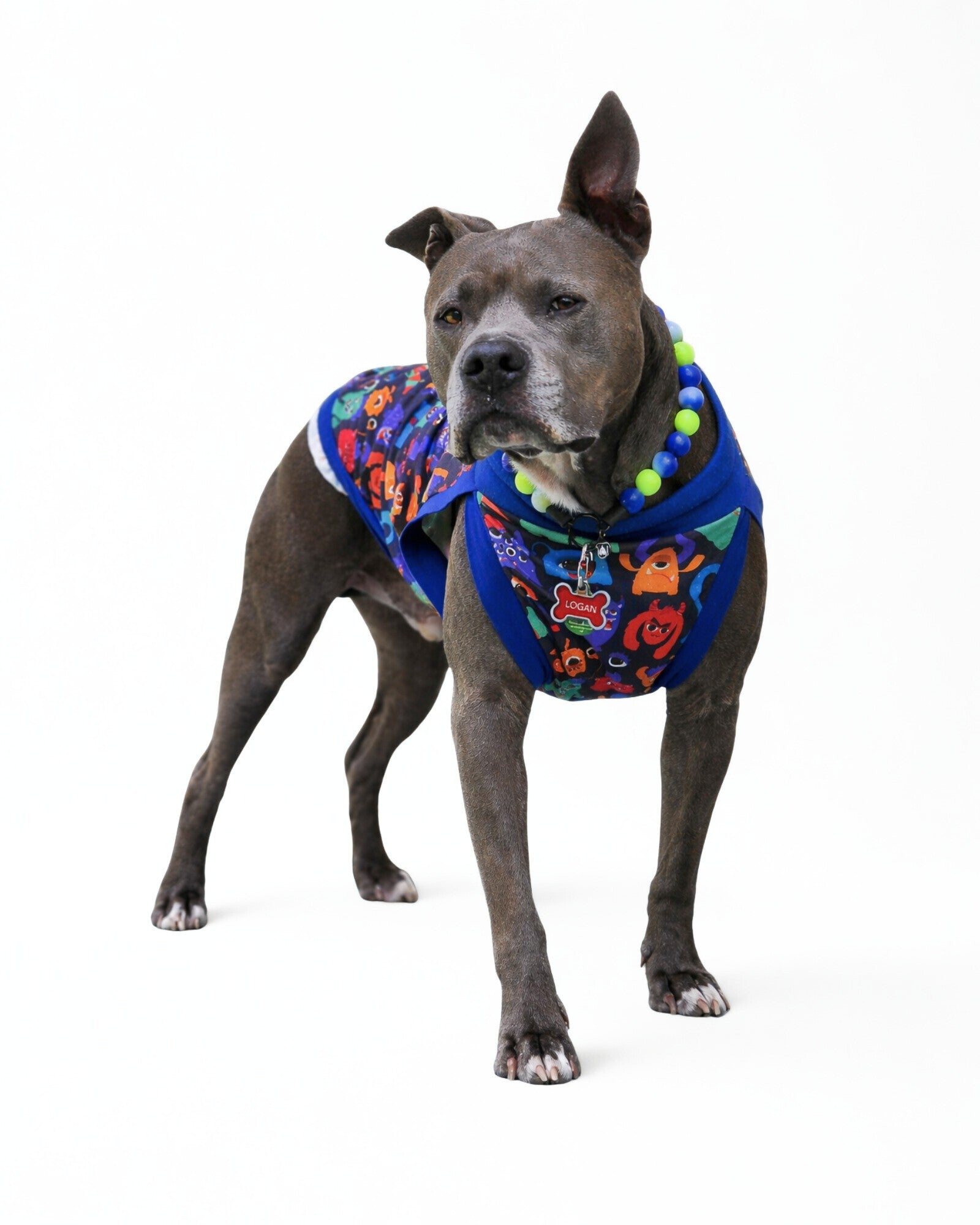 Dog wearing Colorful Monster Comrades dog pajamas with playful monster print, lifestyle photo outdoors