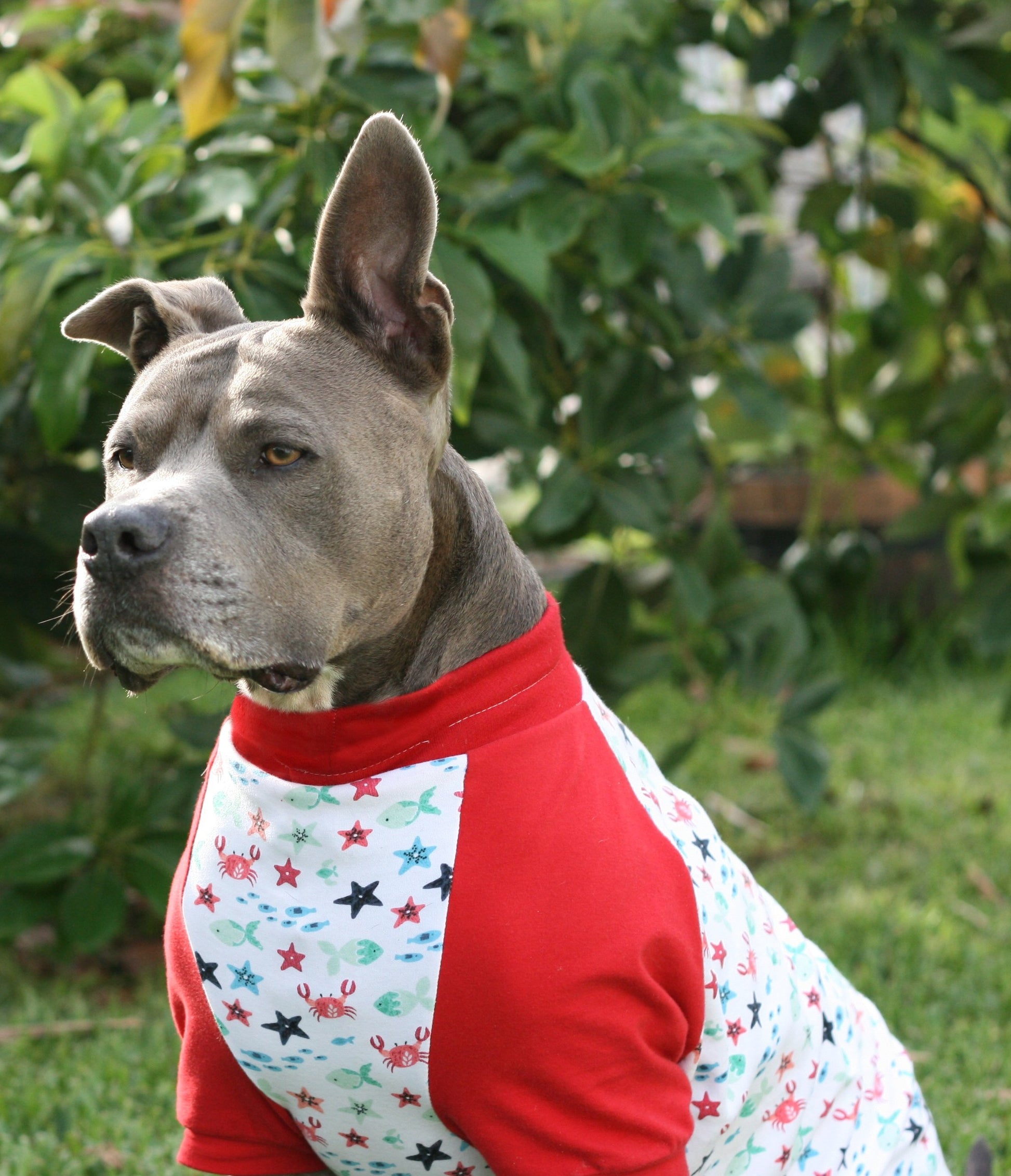 Side profile of a pitbull striking a pose in Jax & Molly's red and white pajamas, embellished with charming sea creatures and complemented by vibrant red sleeves.
