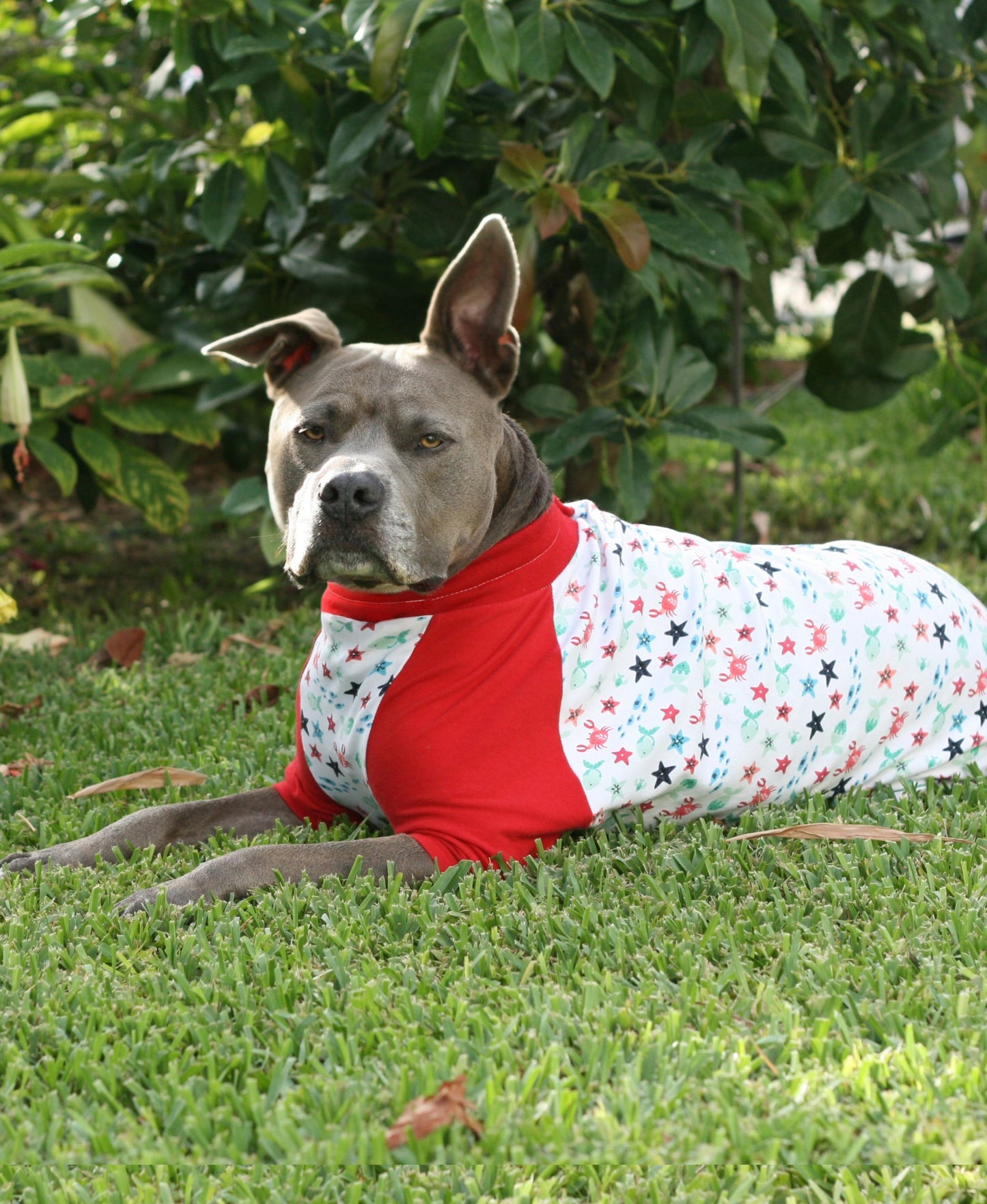 A pitbull lounging on the grass showcases Jax & Molly's red and white pajamas, decorated with sea creatures and complemented by red sleeves.