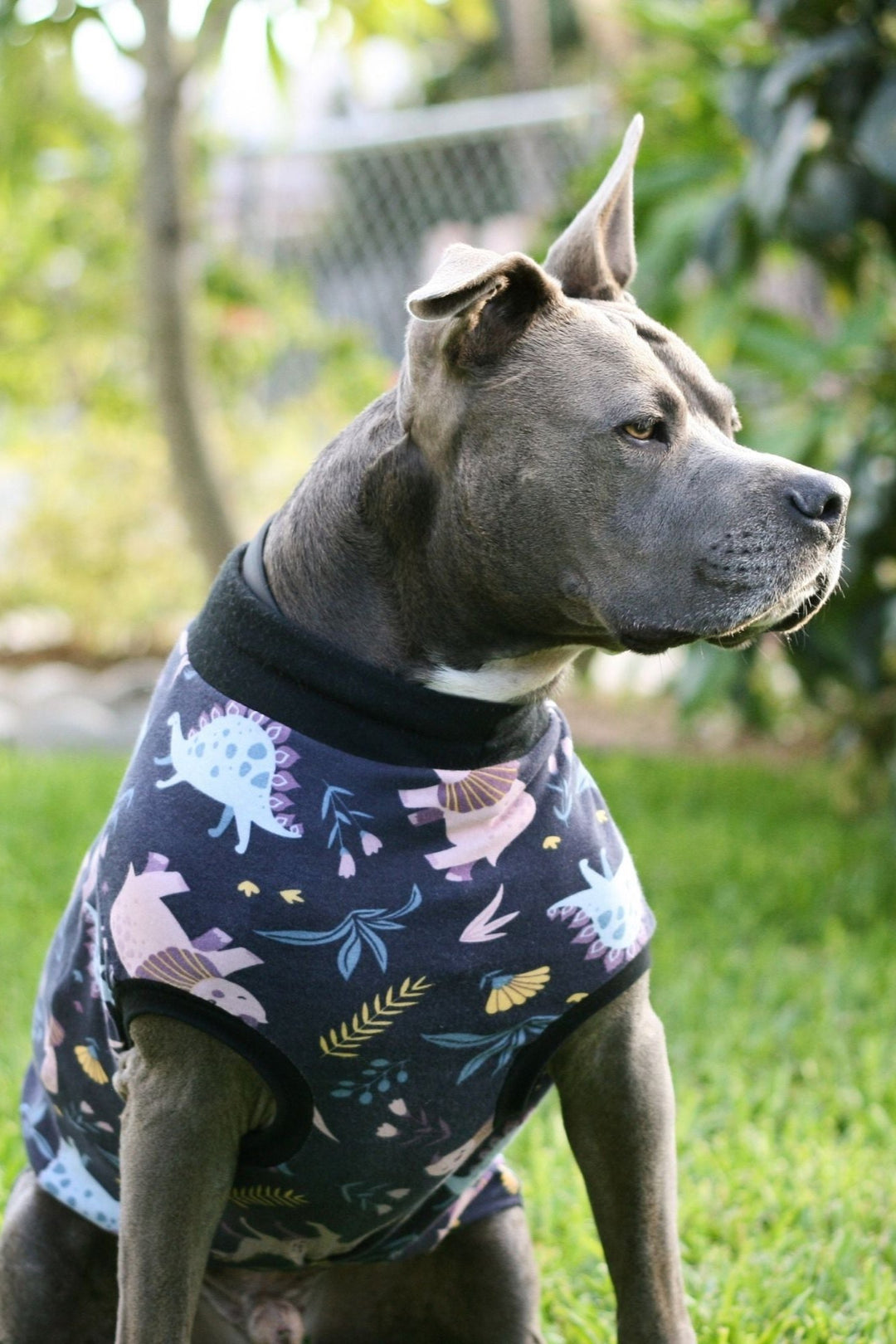 A grey dog showcases Jax & Molly's Classic Pajamas, featuring a charming navy background embellished with pastel-colored dinosaurs.
