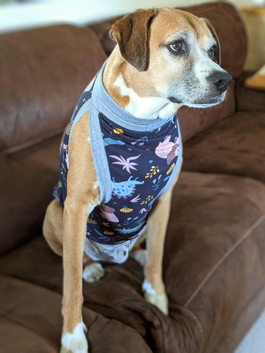 Boxer dog showcases Jax & Molly's Classic Pajamas, featuring a charming navy background embellished with pastel-colored dinosaurs with grey trim.