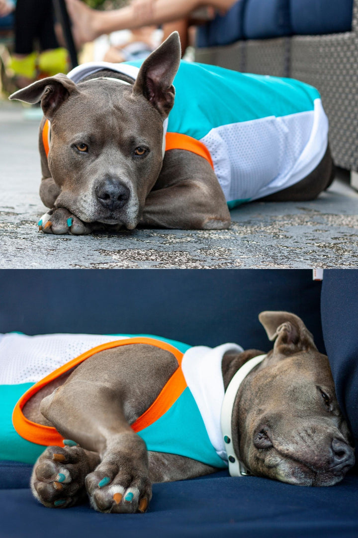 A dog wearing a jade and white sports jersey with orange and white trim, relaxing and taking a nap.