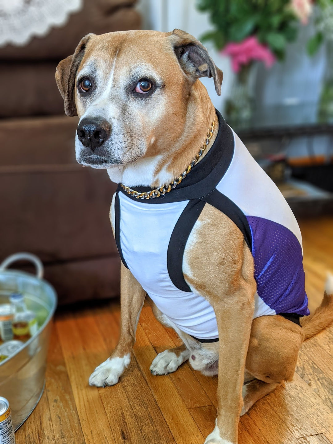 A dog modeling a white sports jersey with purple mesh sides and black trim around the neck, sleeves, and waistband.