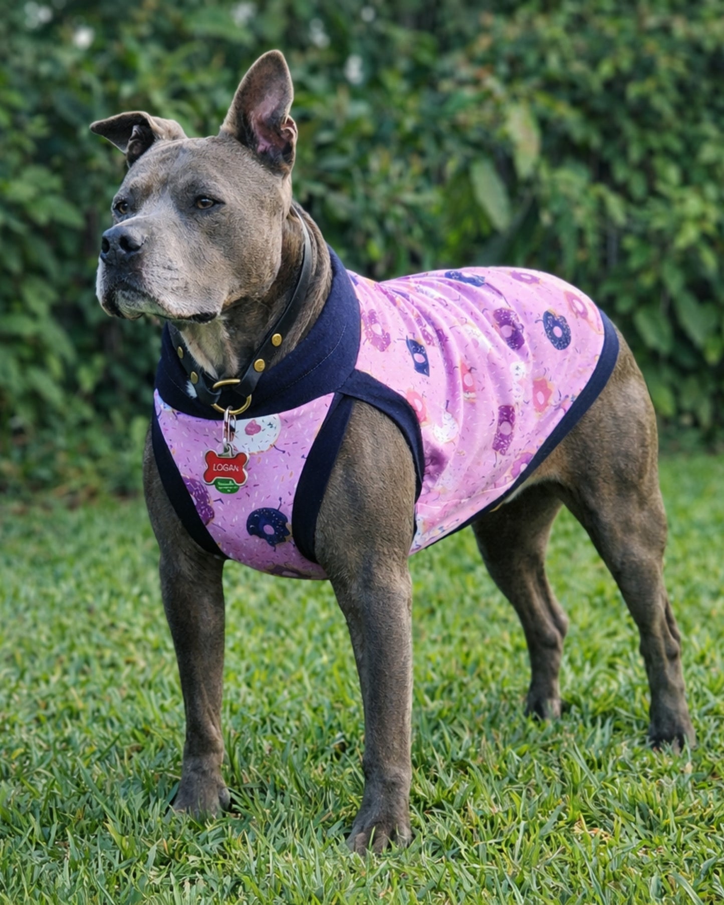 Dog wearing Donut You Love Me dog pajamas with pink donut print and navy trim outdoors
