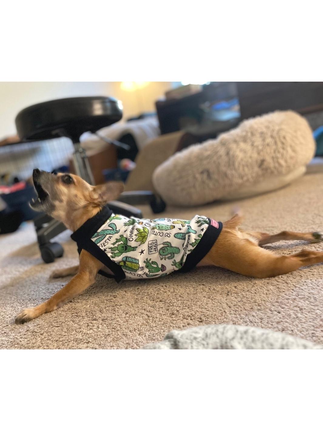 Chihuahua stretching while modeling Jax & Molly's dog pajamas adorned with a silly cacti print and complemented by black trim.
