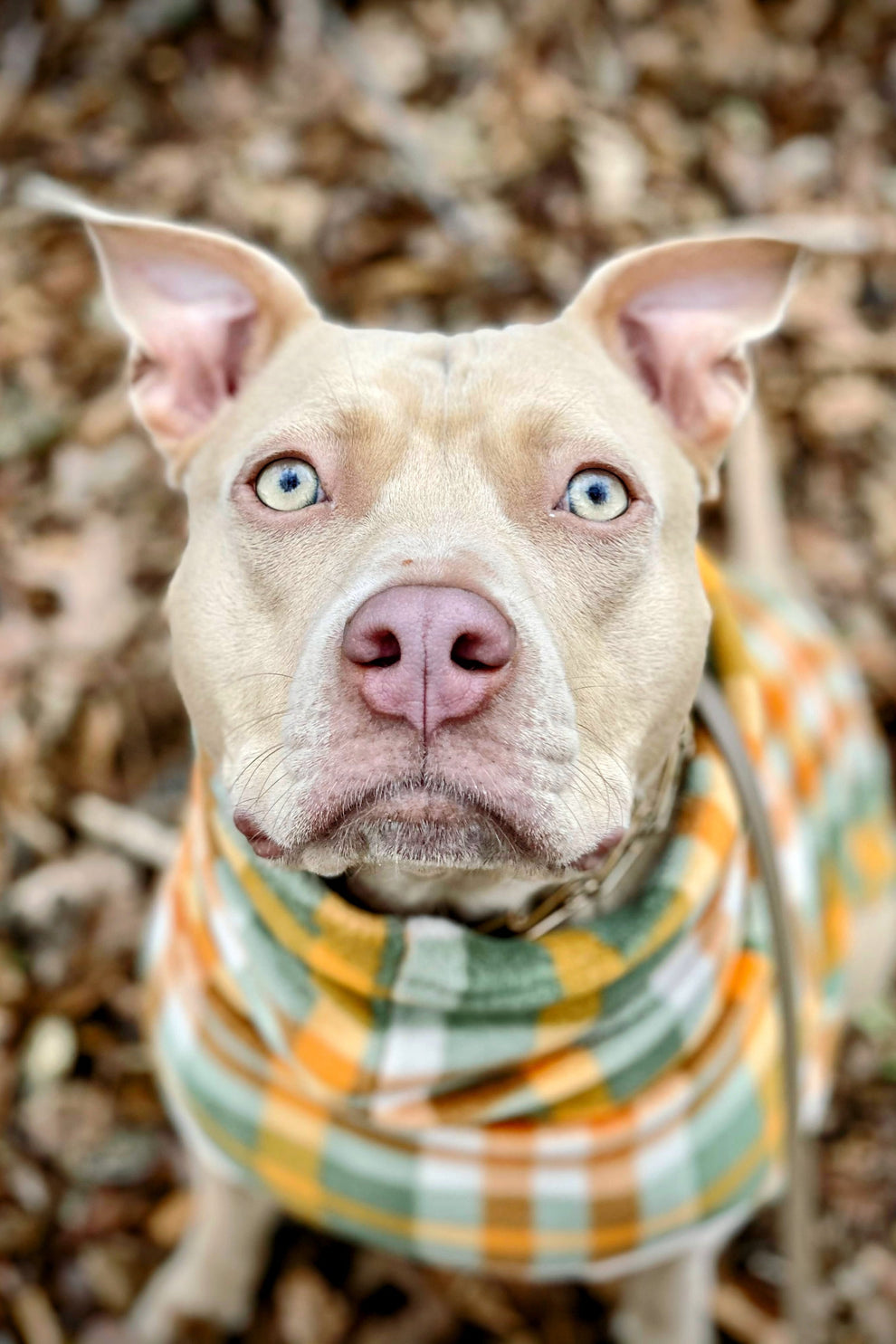 Fall Plaid Fleece Dog Sweater | Jax & Molly's