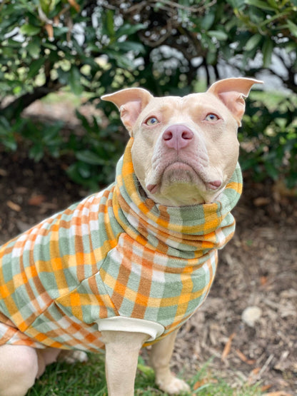 Tan dog wearing Jax & Molly's sweater in orange and green plaid