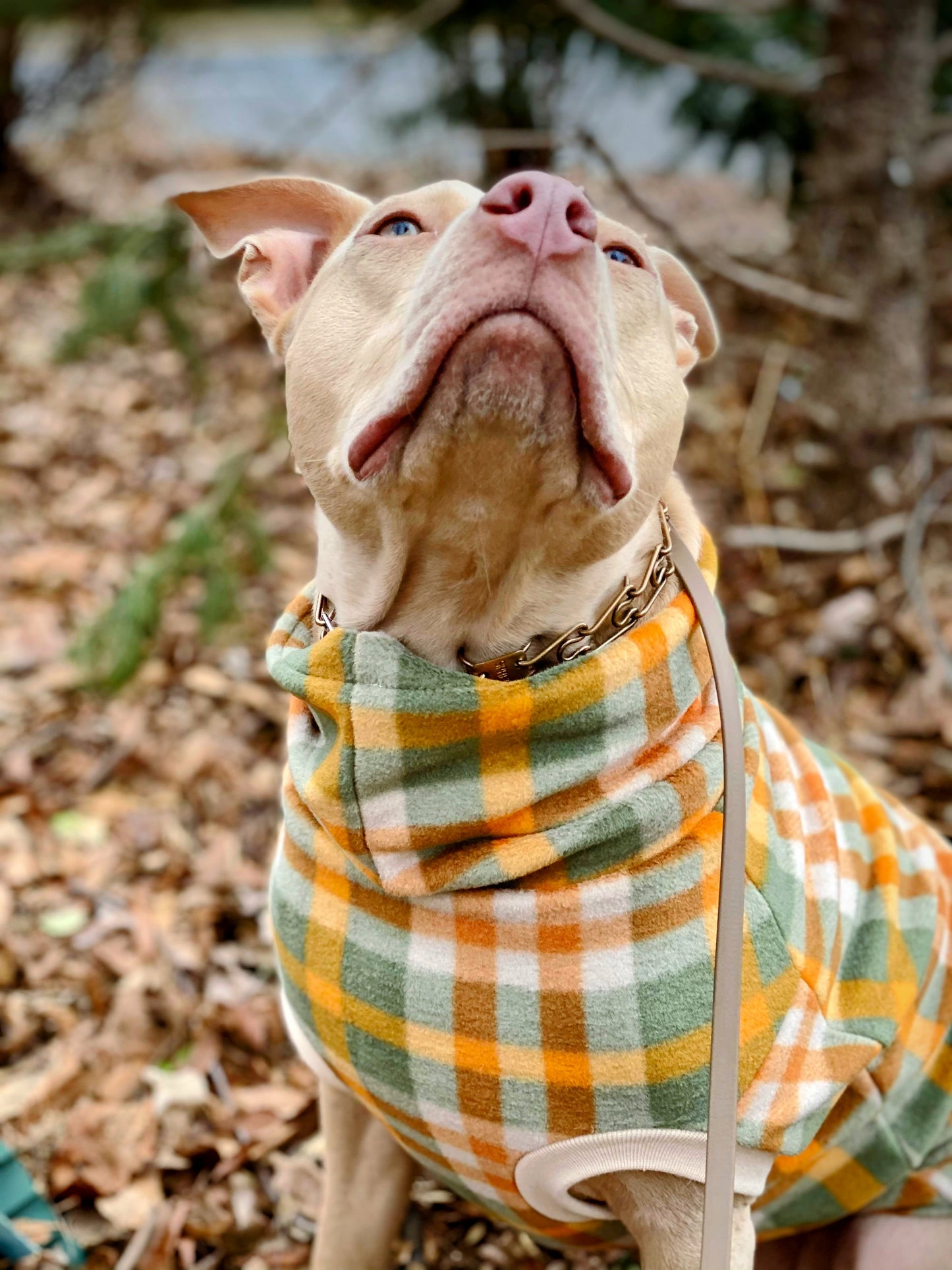 Fall dog sweater modeled on beige dog with forest background