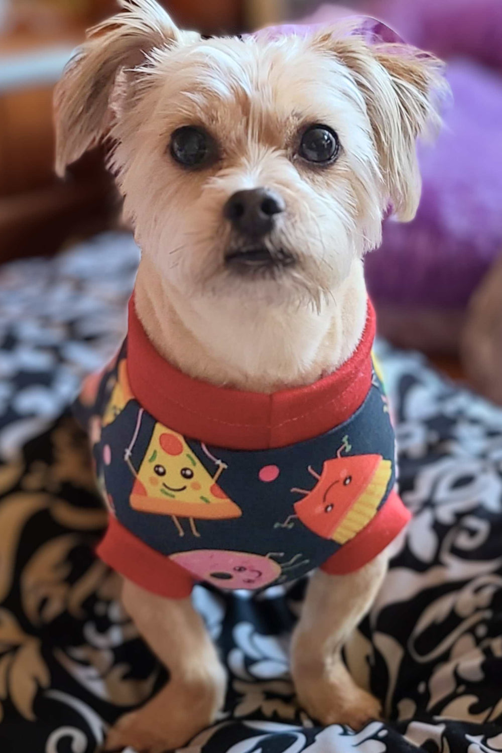 Adorable Havanese puppy dressed in pajamas from Jax & Molly's, showcasing a unique print of animated junk foods exercising.