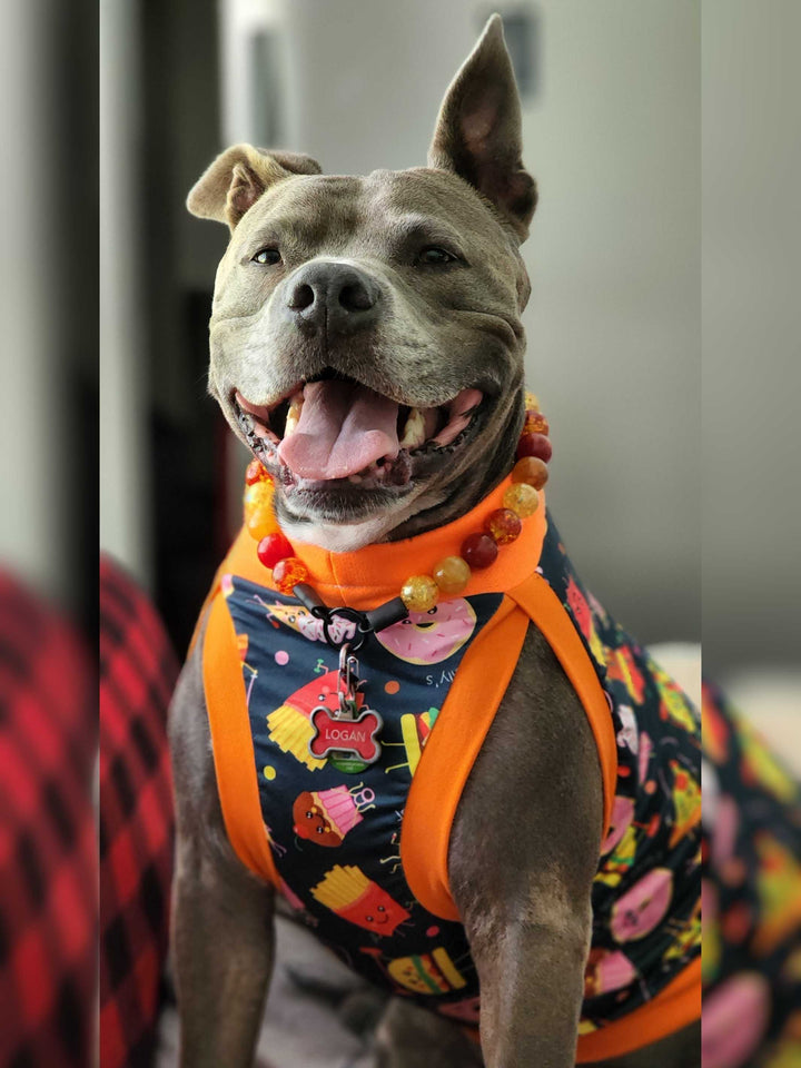Gray pitbull dressed in Jax & Molly's dog pajamas, showcasing a unique print of animated junk foods exercising complimented by orange neck, sleeve and waist trim .