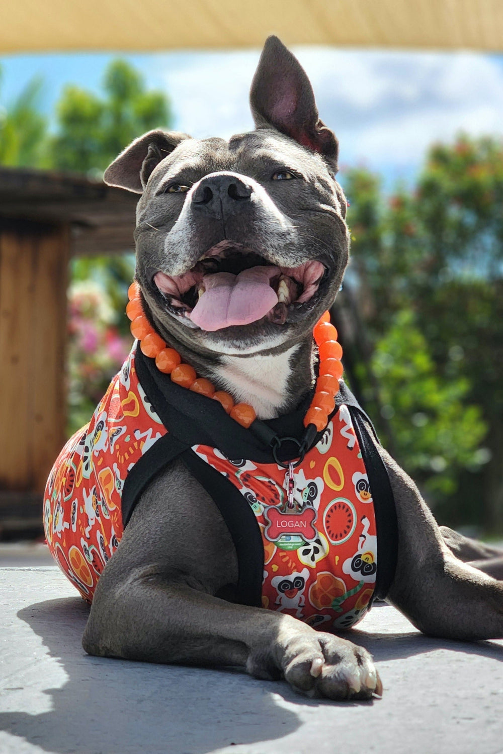 Dog modeling red dog pajamas featuring an adorable lemur and fruit-themed accents