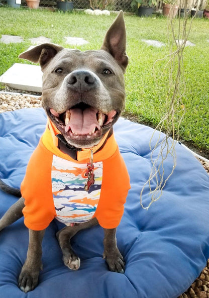 Jax & Molly's Shark Raglan Dog Pajamas