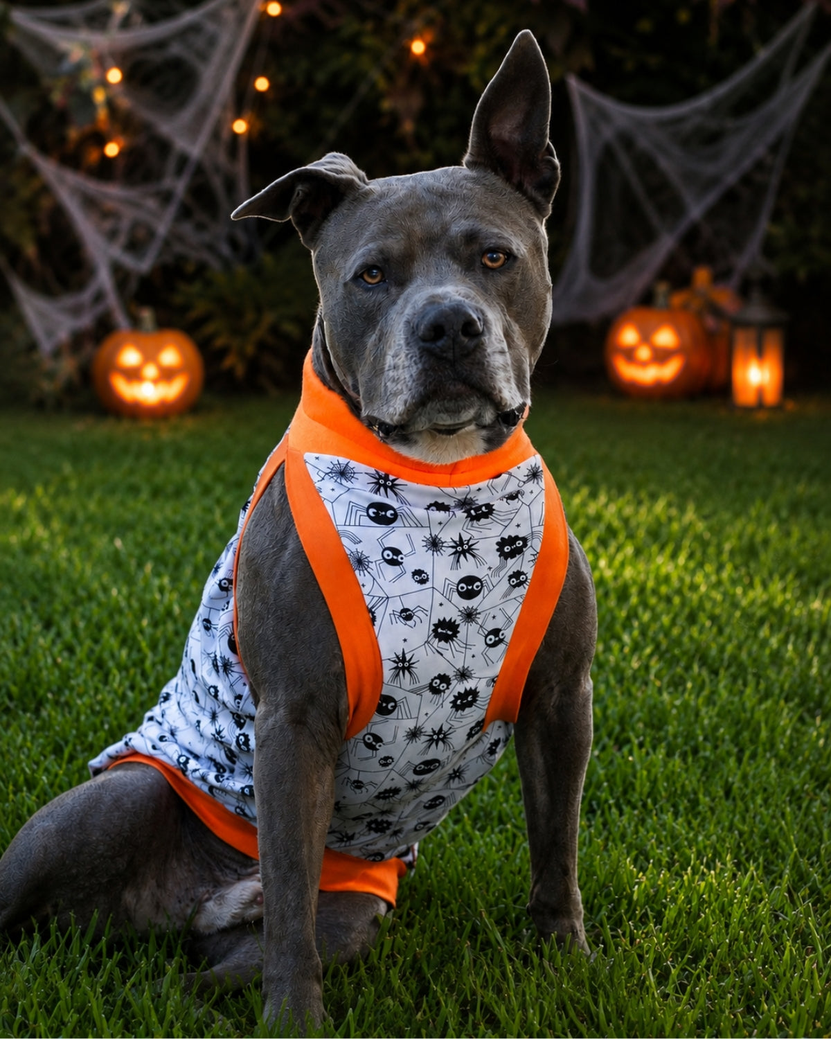 A beautiful gray pitbull, dons a Halloween Dog Muscle Tank adorned with a glow-in-the-dark spider design. The ensemble is completed with vibrant orange trim around the neck, sleeves, and waistband.