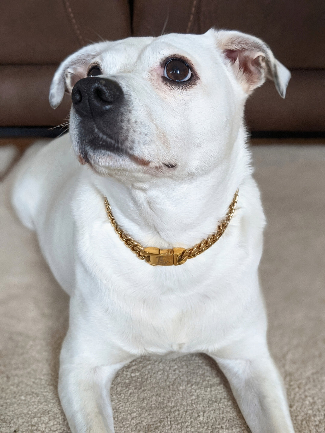 Adorable white pup sporting an elegant Jax & Molly's Gold Cuban Link Dog Chain.