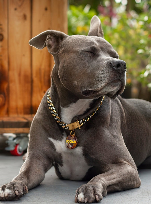 Gray pitbull dog wearing Jax & Molly's Two-Tone, Gold & Silver Cuban Link Dog Chain with a link width of 15mm.