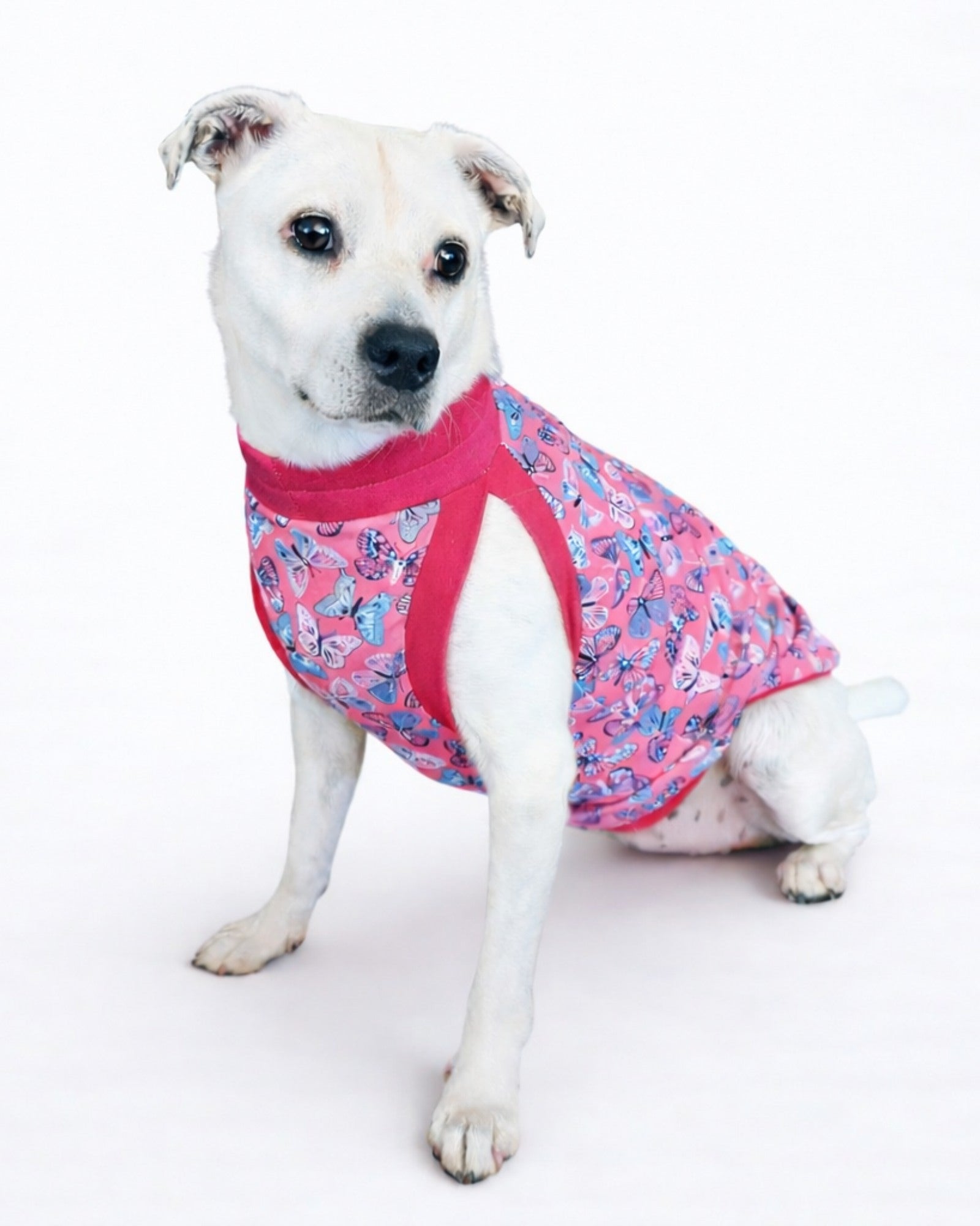 White dog sitting, wearing pink pajamas with a blue and white butterfly print