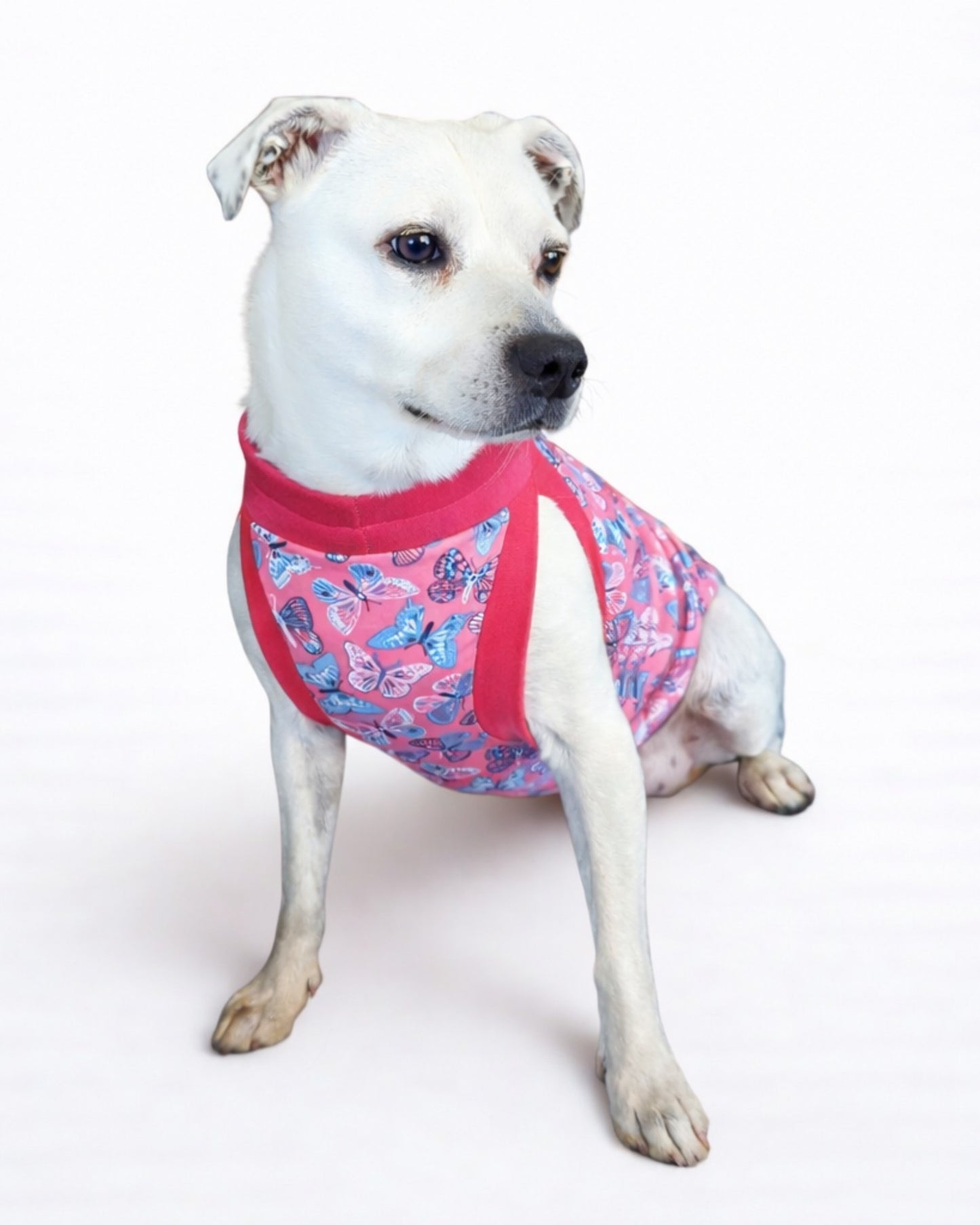 White dog sitting, modeling pink pajamas with a blue and white butterfly print