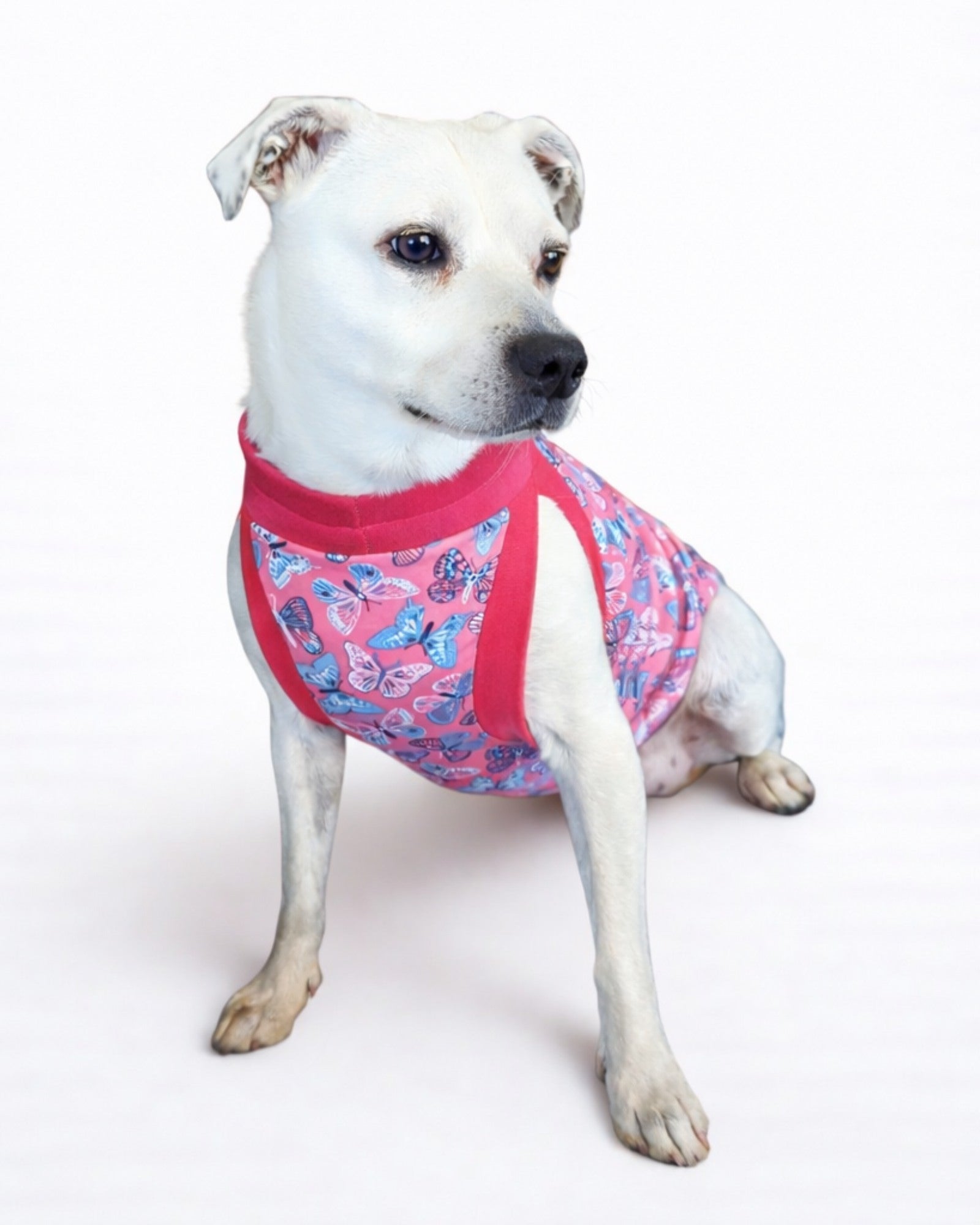 White dog sitting, modeling pink pajamas with a blue and white butterfly print