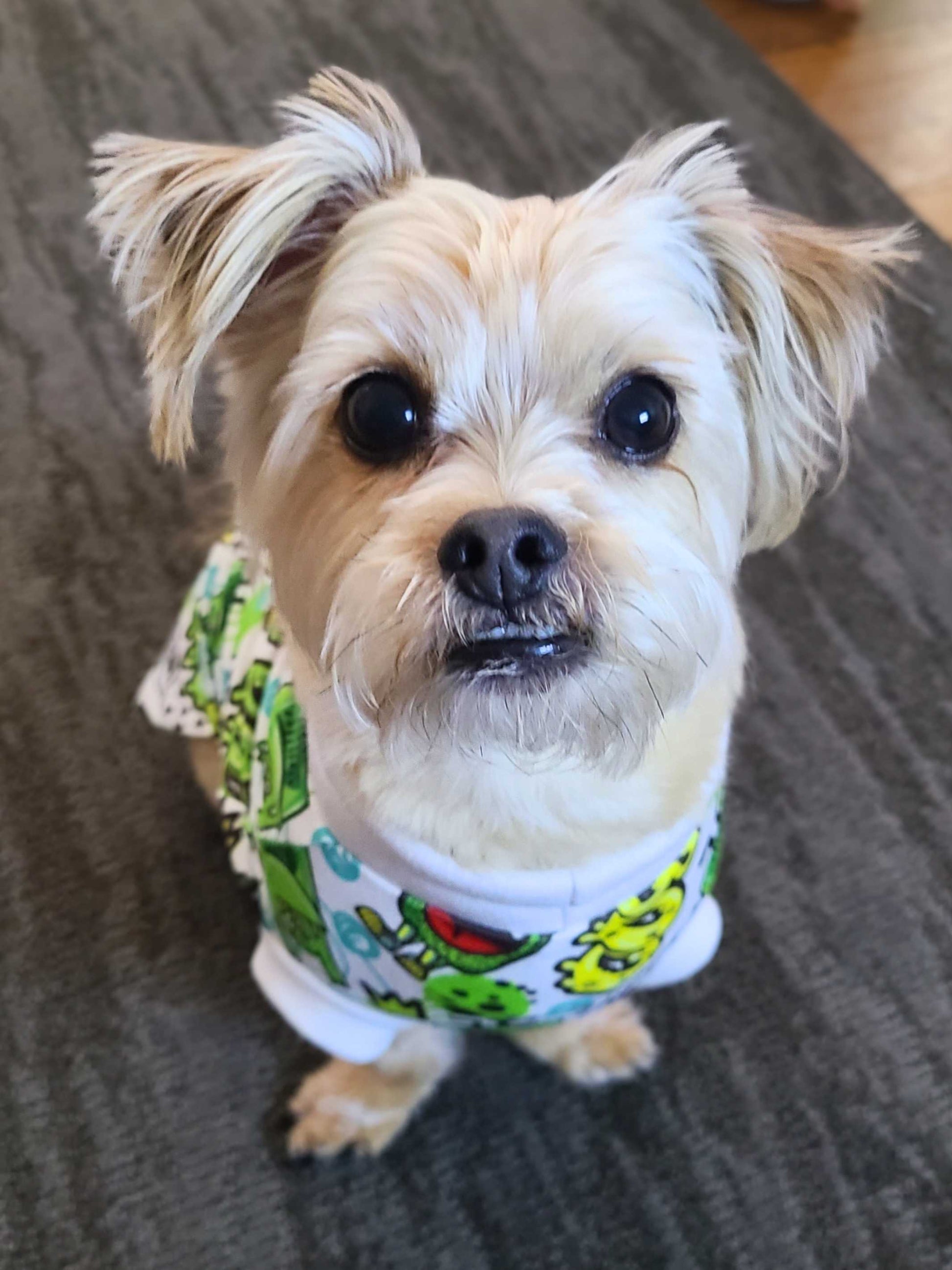 Havanese waring Jax & Molly's dog pajamas