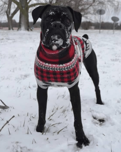 Black dog modeling a red and black buffalo plaid dog sweater outdoors in the snow