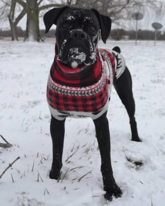 Black dog modeling a red and black buffalo plaid dog sweater outdoors in the snow