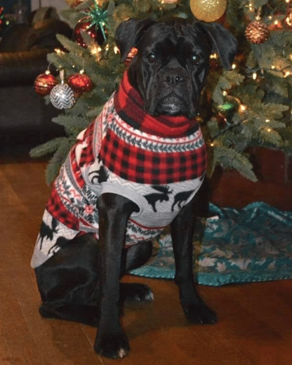 Black dog in a buffalo plaid fleece sweater with moose posing by a Christmas tree