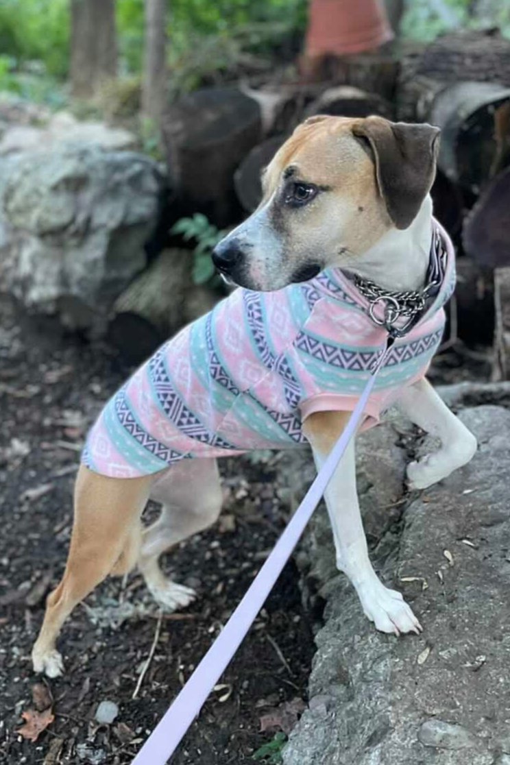 Jax & Molly's Pink Aztec Dog Sweater