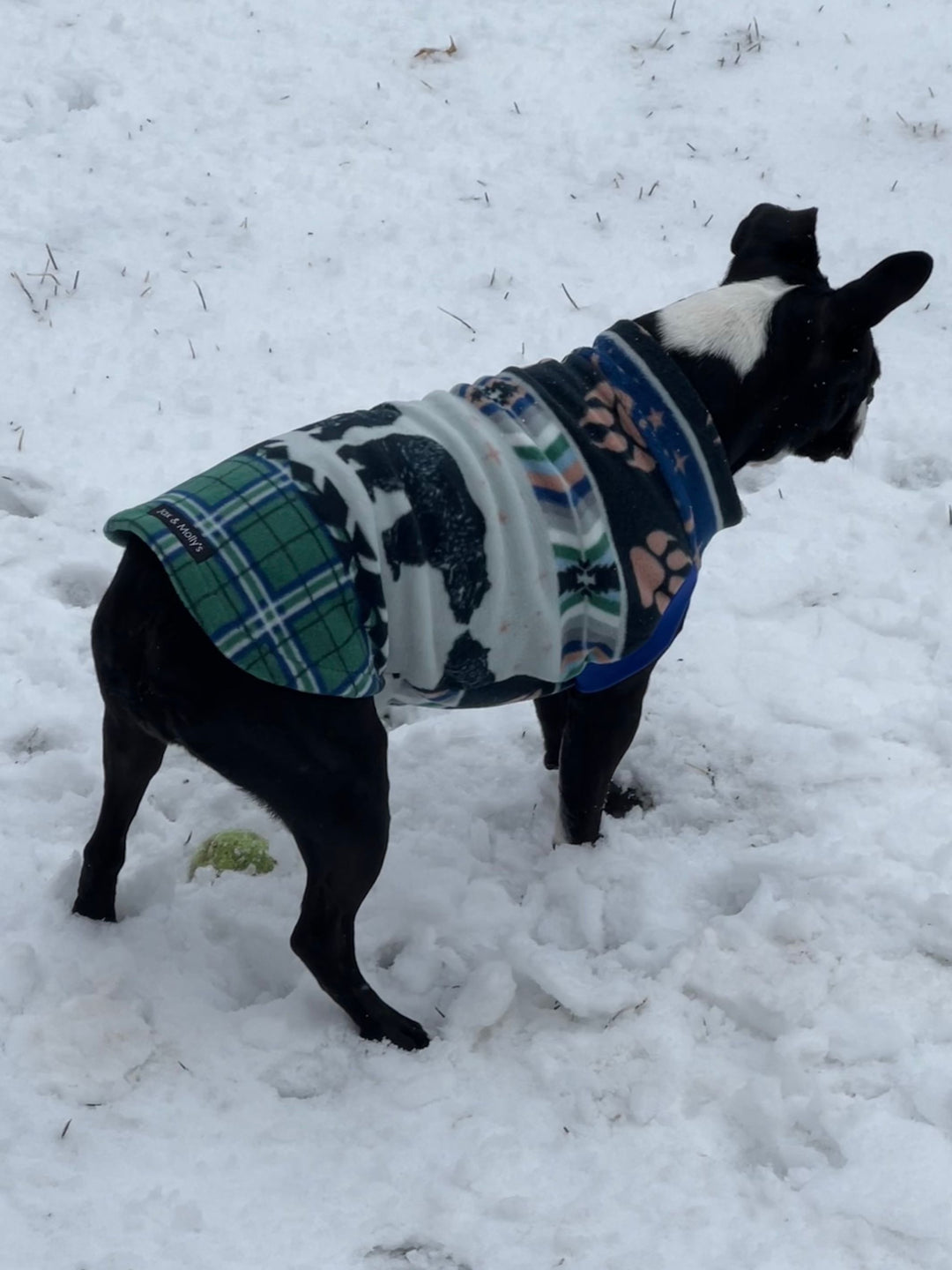 Boston Terrier pup wearing a dog sweater by Jax & Molly's with bear claw brint