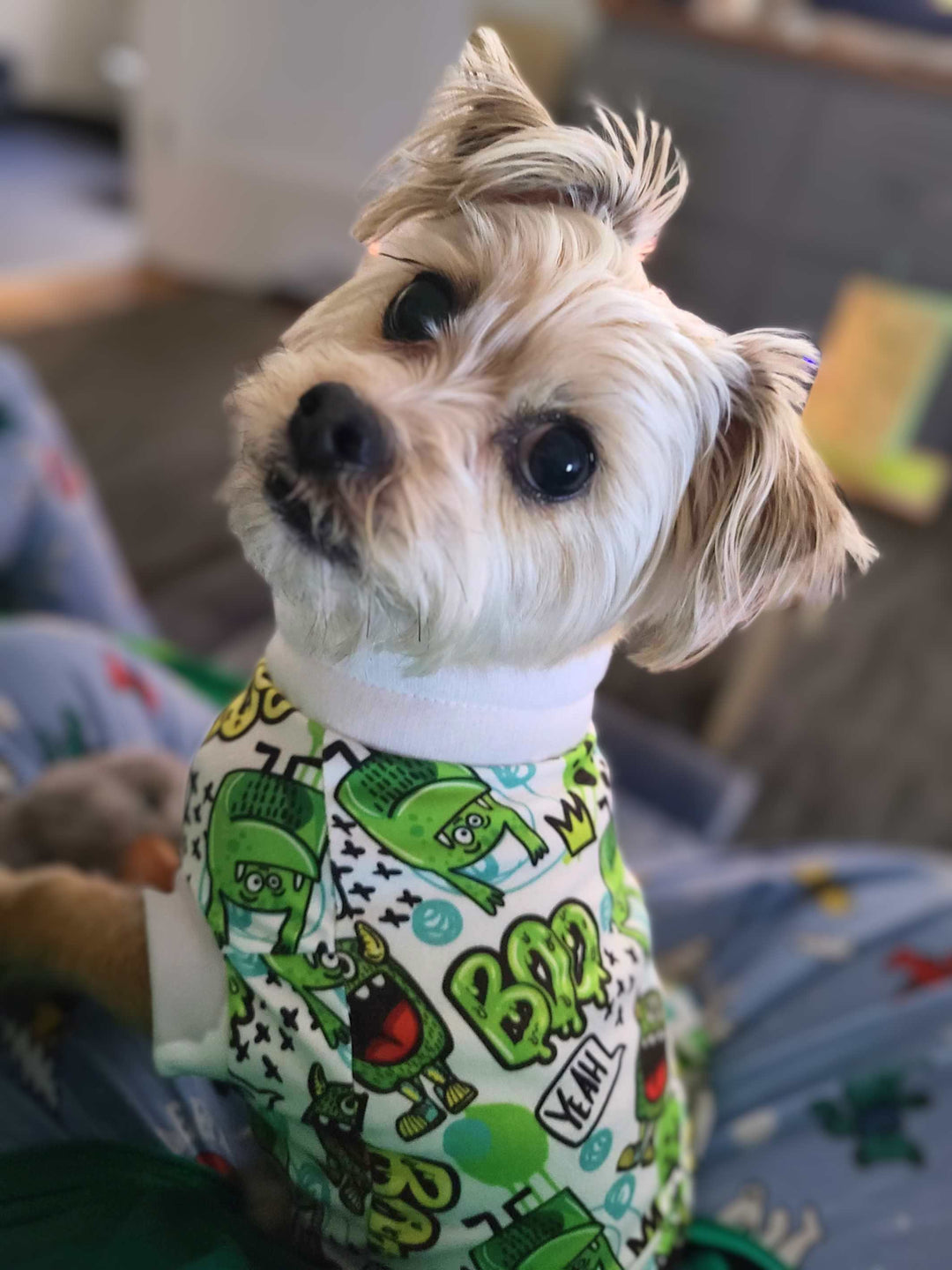 Havanese pup wearing a cute shirt by Jax & Molly's
