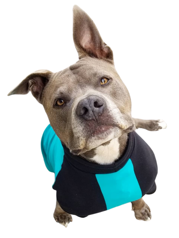 Jax & Molly's Raglan Dog Pajamas