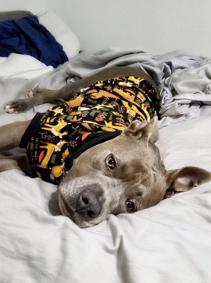 Jax & Molly's Animal Dog Pajamas