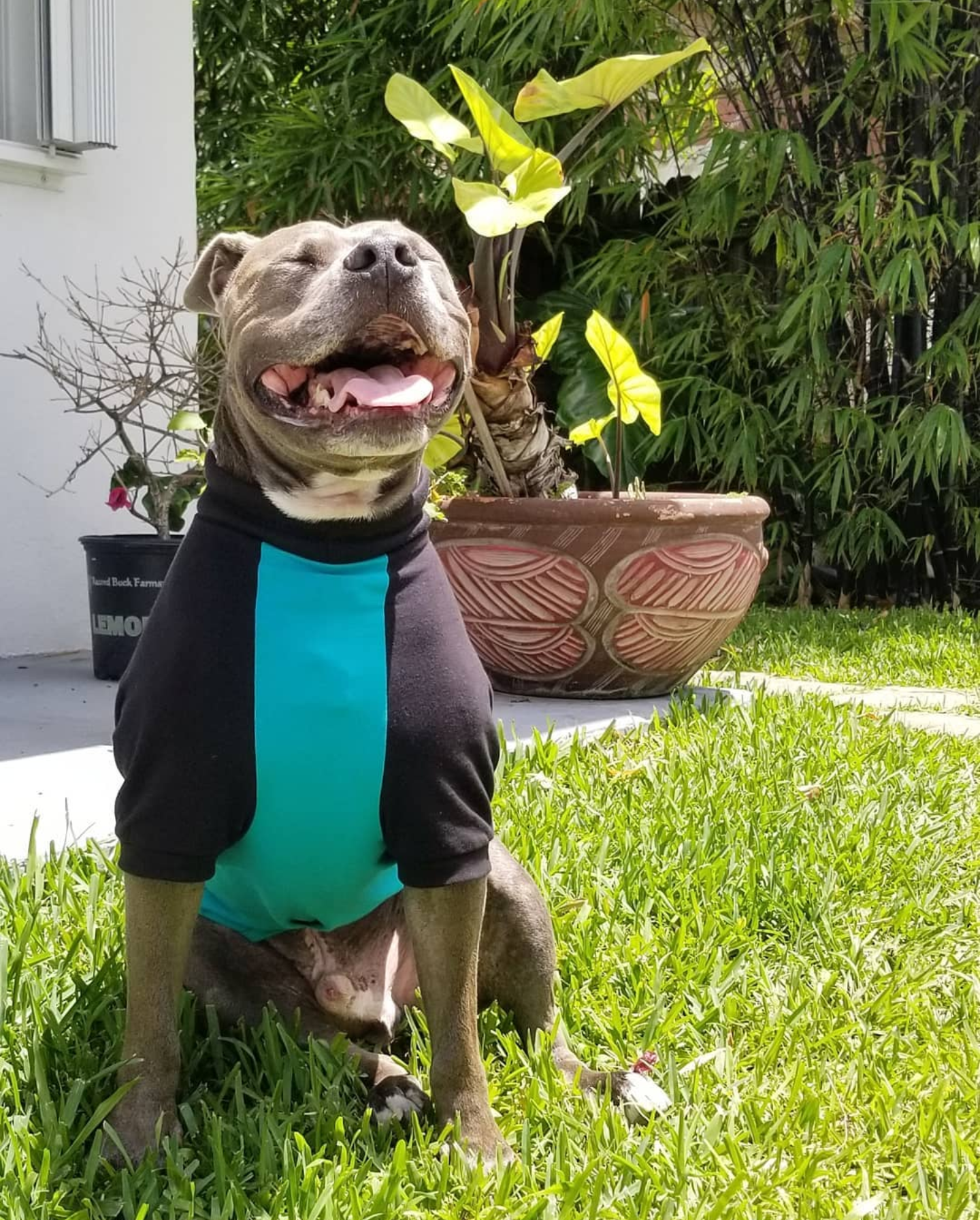 Jax & Molly's Raglan Dog Pajamas