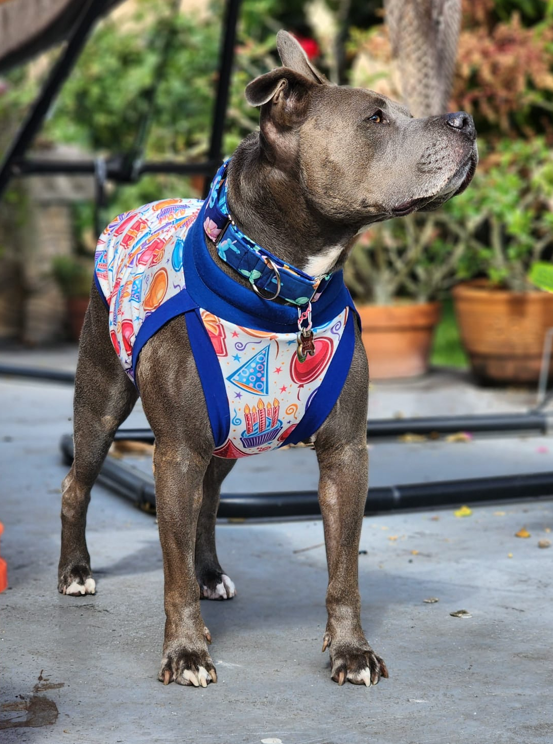 Grey pitbull wearing Jax & Molly's birthday dog pajamas